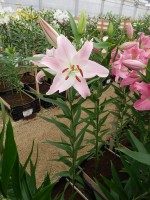 [4208 Pink Secret No101.JPG]